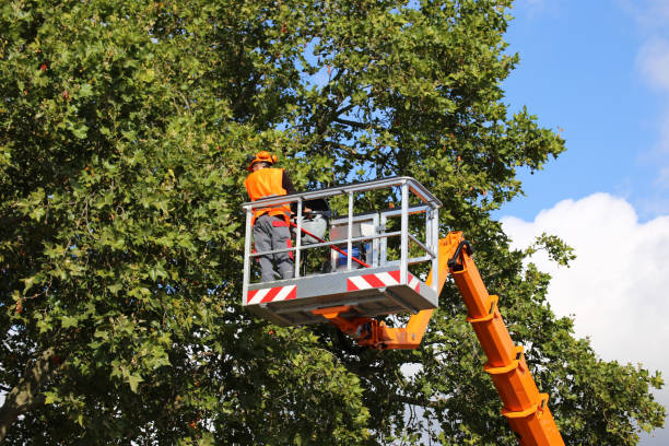 Emergency Storm Tree Removal in Stratford, OK